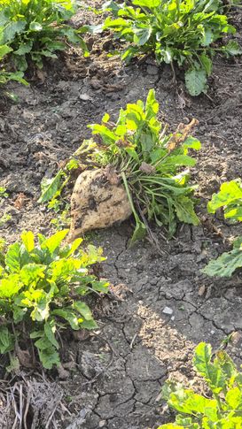 Zuckerrübe auf Feld.jpg