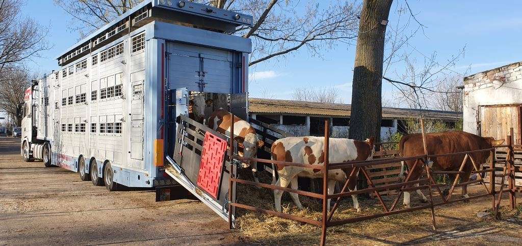 Tiertransport 5.jpg © RZA