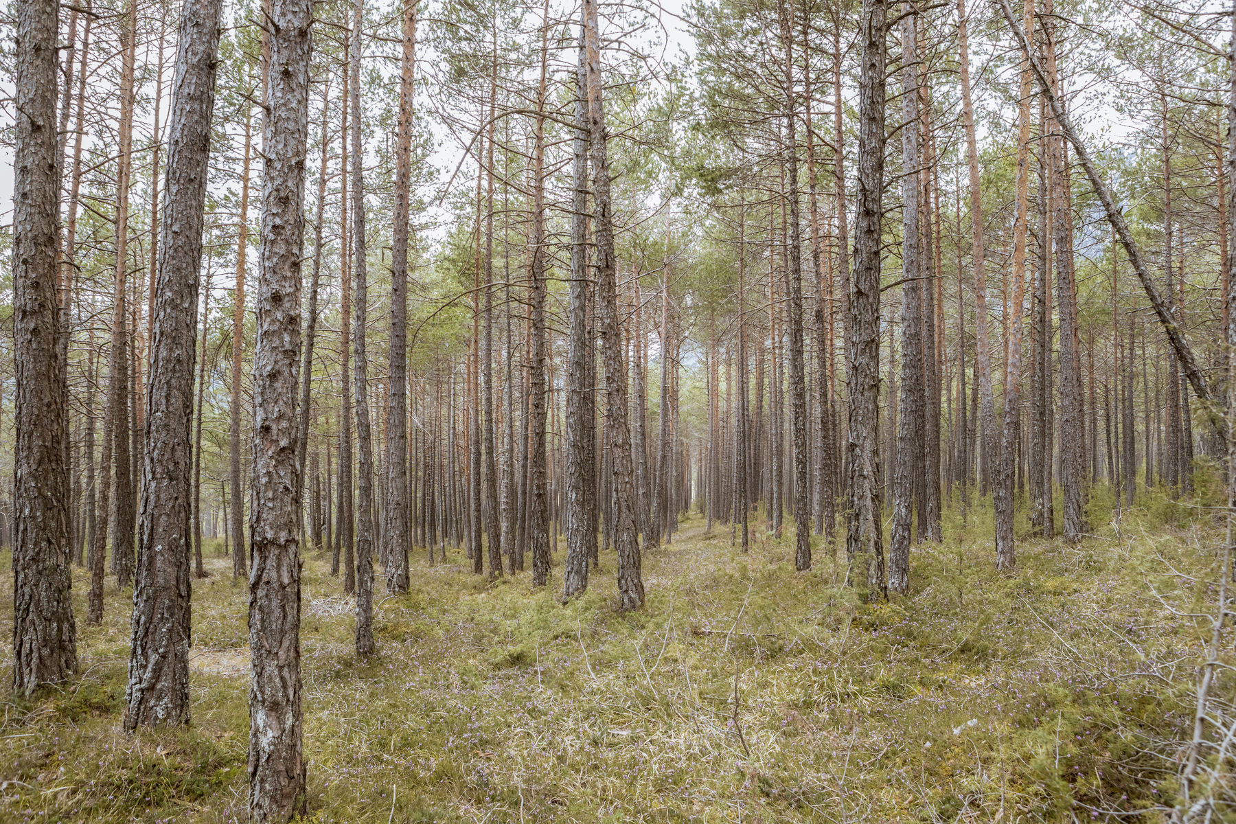 wald (c) Michaela Koelle-7545.jpg © Archiv wald (c) Michaela Koelle-7545.jpg © Archiv