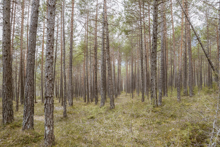 wald (c) Michaela Koelle-7545.jpg © Archiv wald (c) Michaela Koelle-7545.jpg © Archiv