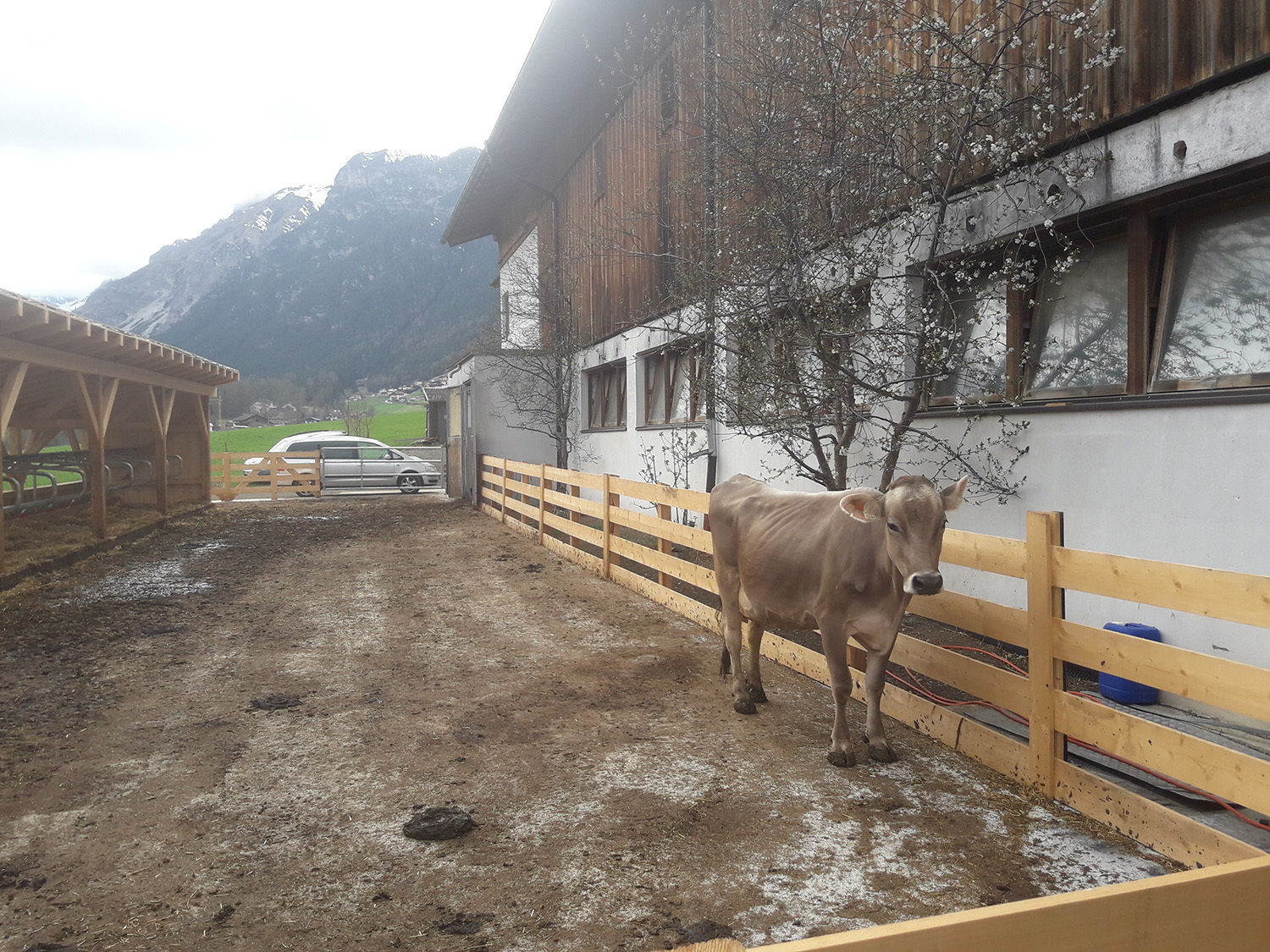 Landesförderung für Rinderbetriebe.jpg © Bauberatung LK Tirol