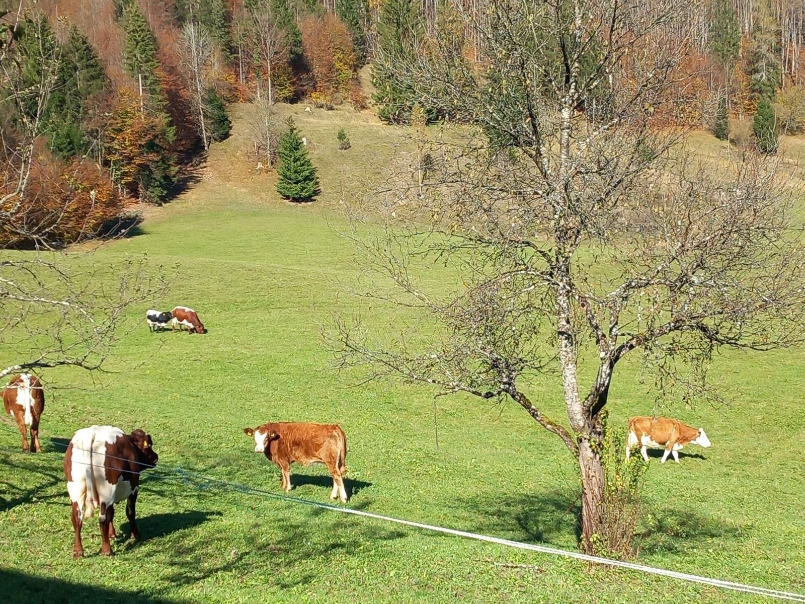 Biomutterkuhhaltung im Obstgarten.jpg