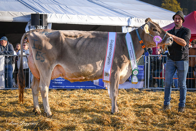 Von den Brown Swiss wurden 241 Tiere aufgetrieben. Gesamtsiegerin wurde Assay „Becki EX91“ von Carina und Benjamin Greber. © Lena Guggemos