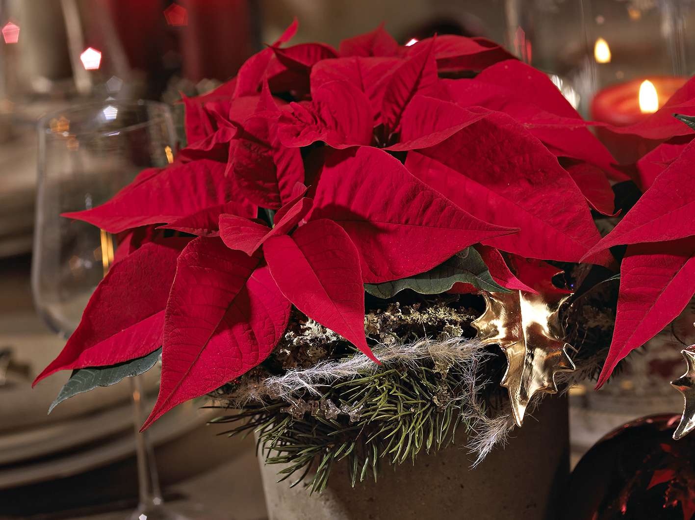 Foto_Weihnachtsstern.jpg © Stars for Europe Foto_Weihnachtsstern.jpg © Stars for Europe