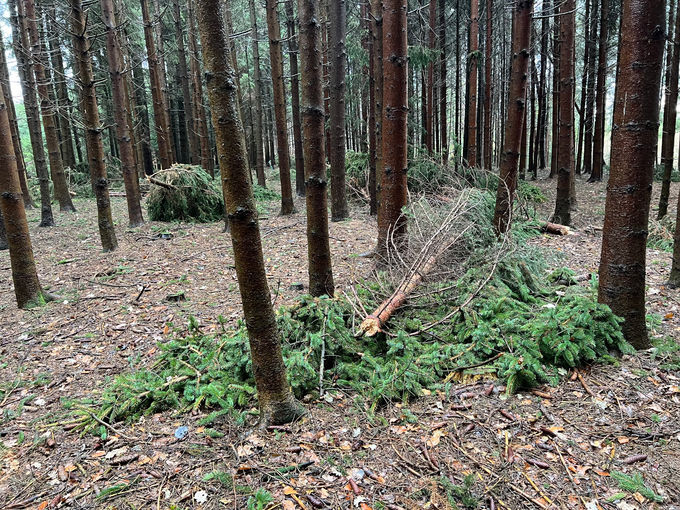 Schadholz im Wald.jpg