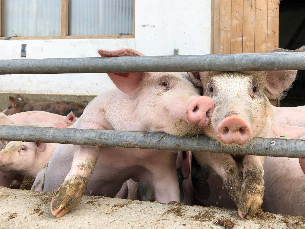Schweinehaltung.png © LK Niederösterreich