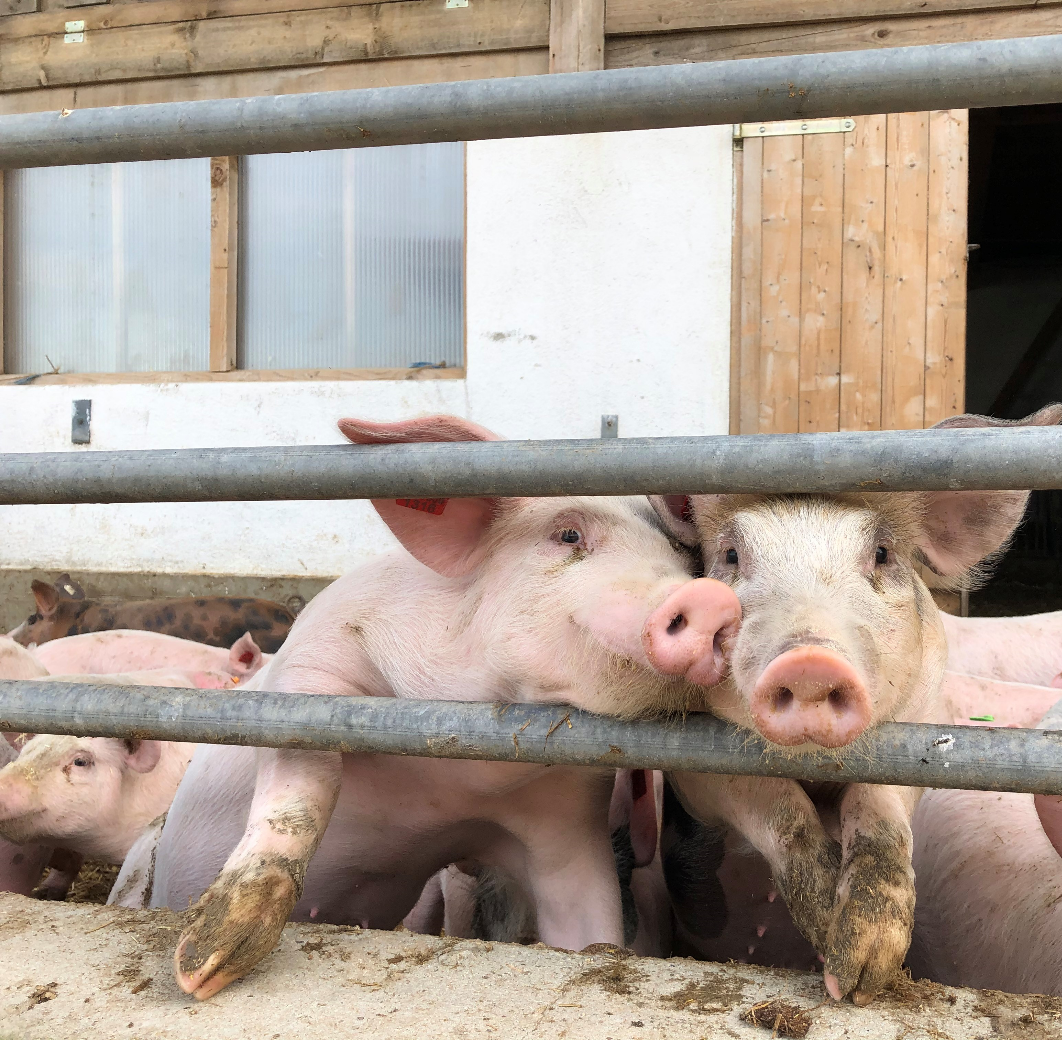 Schweinehaltung.png © LK Niederösterreich