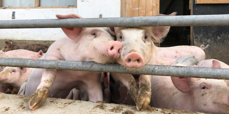 Schweinehaltung.png © LK Niederösterreich
