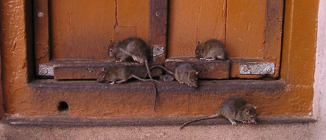 Ratten .jpg © Simon auf Pixabay