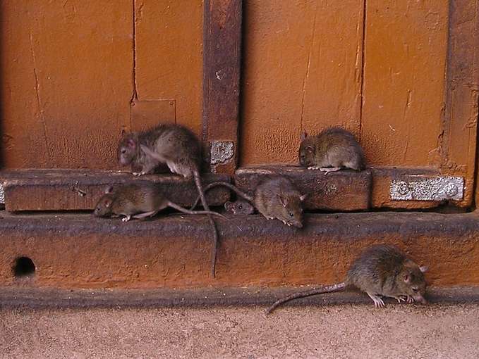 Ratten .jpg © Simon auf Pixabay