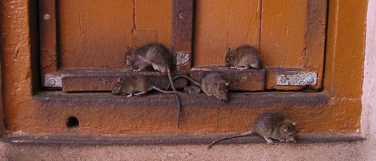 Ratten .jpg © Simon auf Pixabay