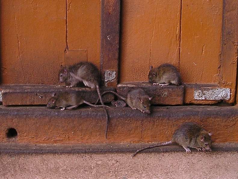 Ratten .jpg © Simon auf Pixabay