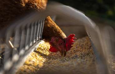 Artgerechte Eiweißversorgung im Sinne des Tierwohls.jpg