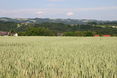 Landschaft Weizen © Landschaft Weizen