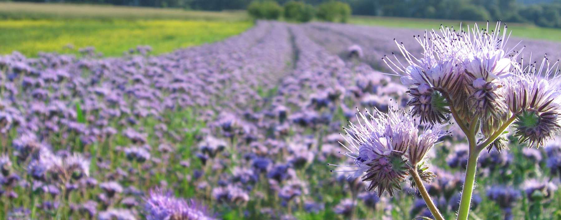 Phacelia©liveostockimages stock adobe com.jpg