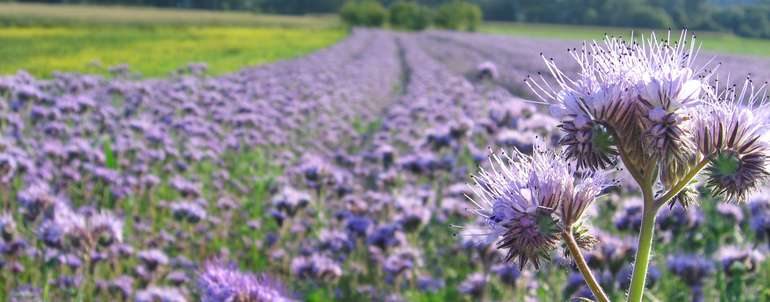 Phacelia©liveostockimages stock adobe com.jpg