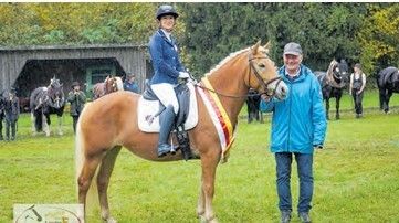 Haflinger 2.jpg © LPZV Haflinger 2.jpg © LPZV