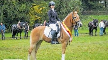 Haflinger.jpg © LPZV Haflinger.jpg © LPZV