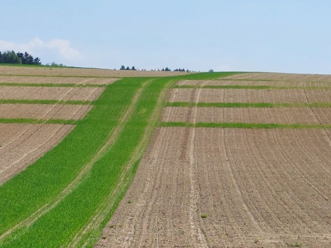 Querstreifeneinsaat Begrünter Abflussweg BWSB klein.jpg