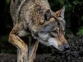 Wolf © pixabay