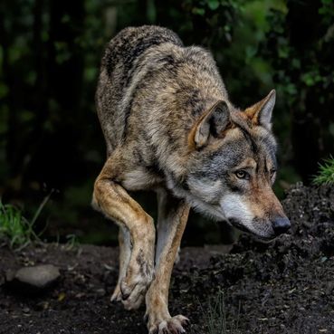 Wolf.jpg © pixabay