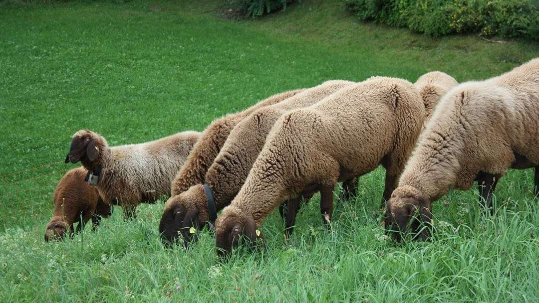Schafe_auf_Weide.jpg © LK OÖ/Referat Schaf Ziege Wild