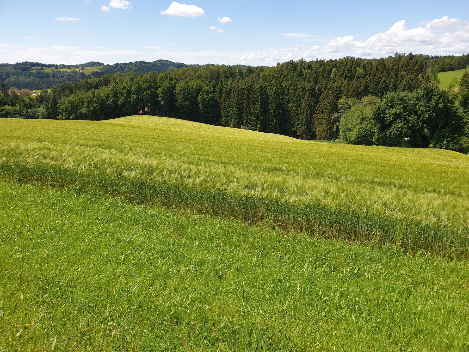 2024 49 50 Landschaft OOE.jpg