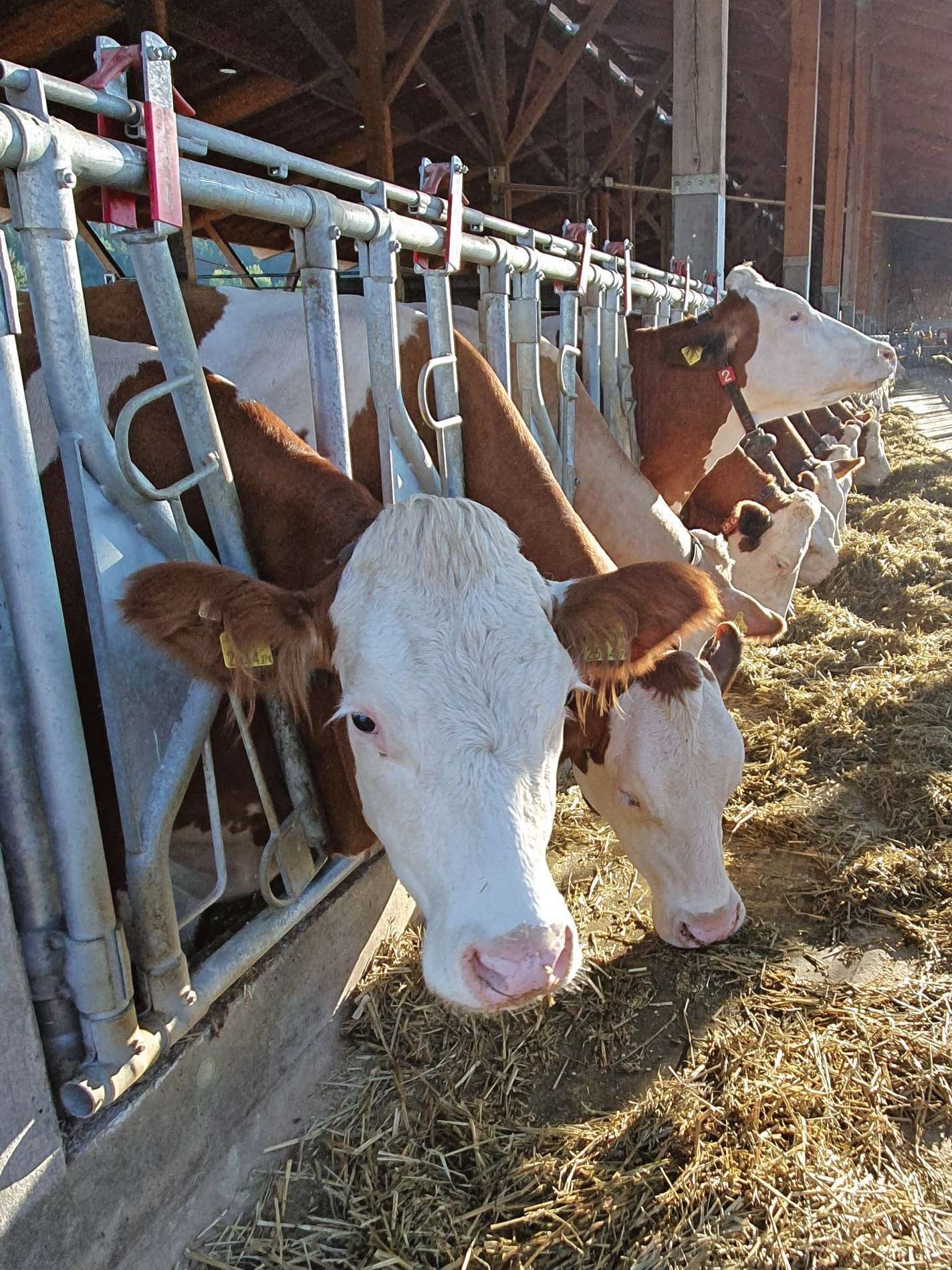 Zuchtziele Rind .jpg © dür, LKÖ/Jung-Leithner Zuchtziele Rind .jpg © dür, LKÖ/Jung-Leithner