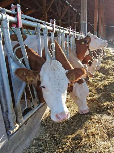 Zuchtziele Rind .jpg © dür, LKÖ/Jung-Leithner Zuchtziele Rind .jpg © dür, LKÖ/Jung-Leithner