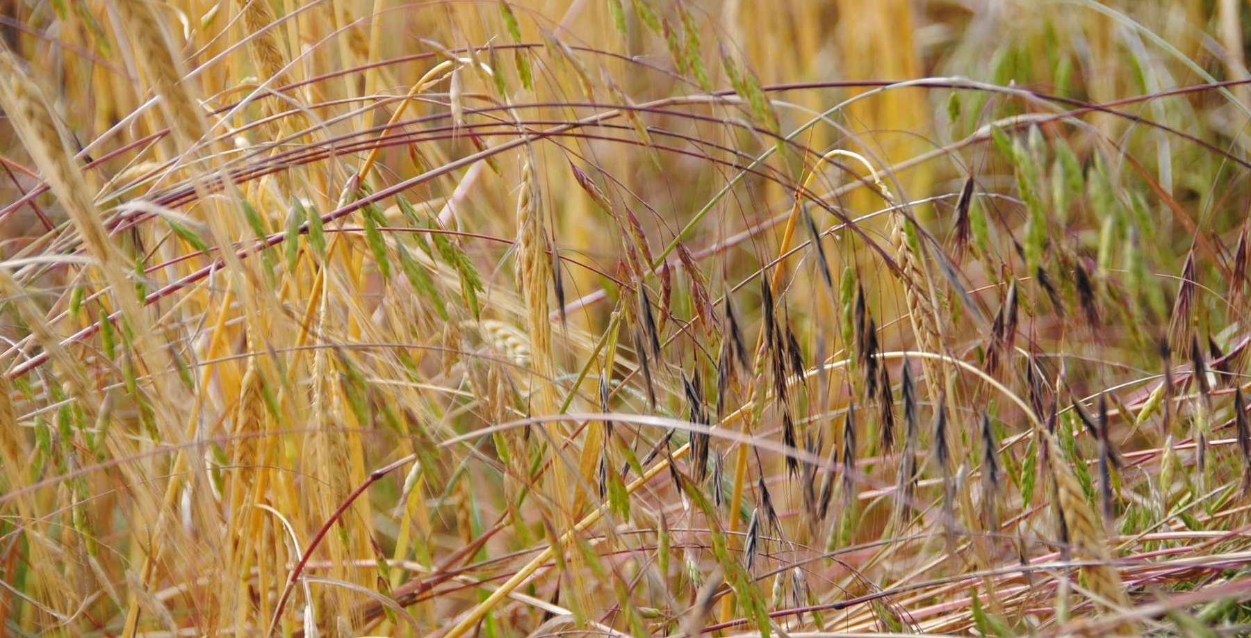 Trespen wandern vom Feldrand ein..jpg © LK OÖ/Köppl