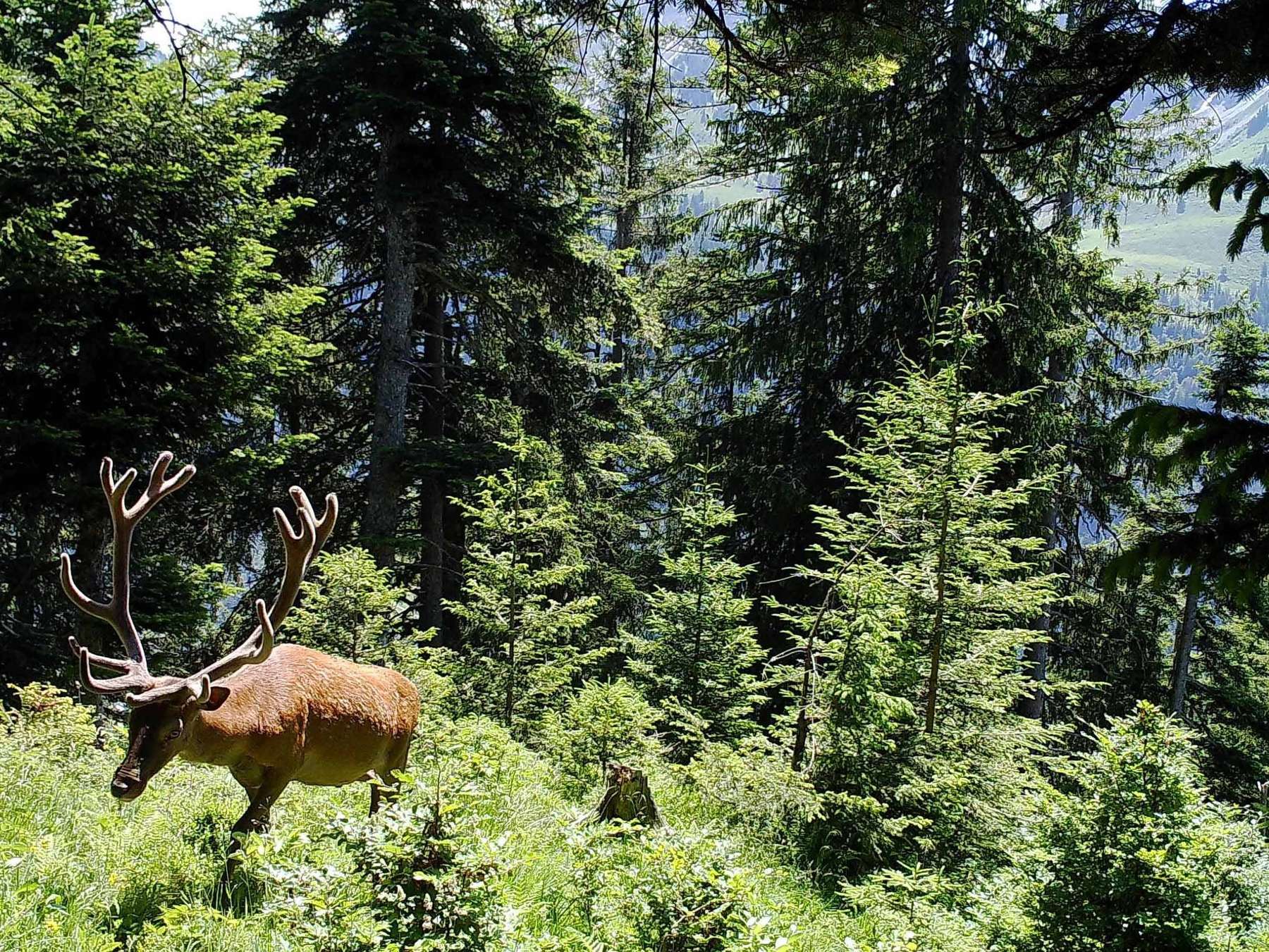 Jagdpachtmustervertrag © LK Forst, Wildkamera