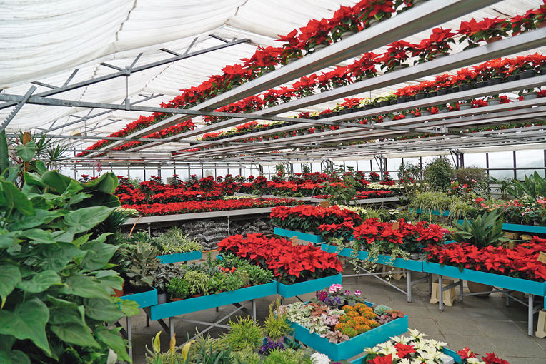 Blumen bringen Leben in unser Leben.jpg © Hatheier Blumen bringen Leben in unser Leben.jpg © Hatheier