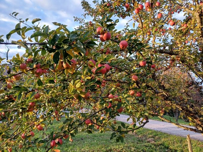 GARTENTIPP Rheinischer Bohnapfel 2024.jpg