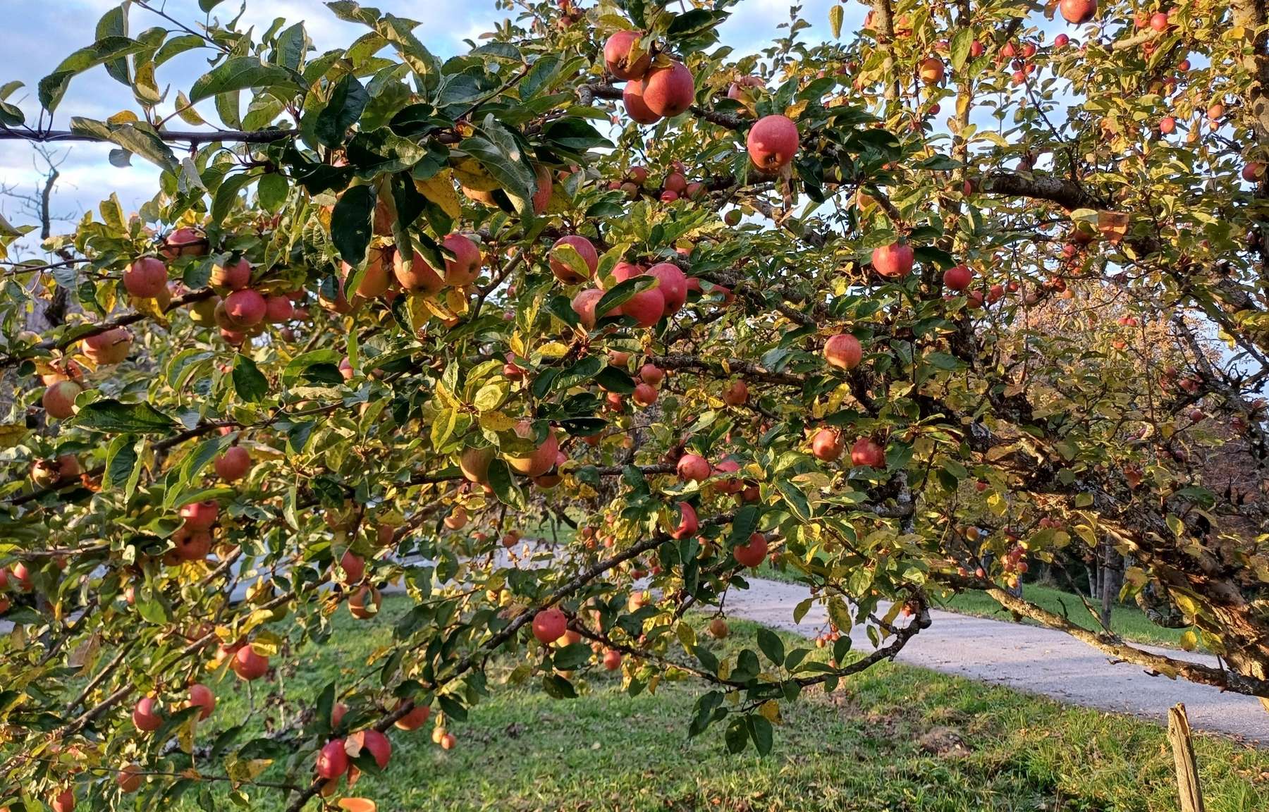 Rheinischer Bohnapfel.jpg © Strebl LK OÖ