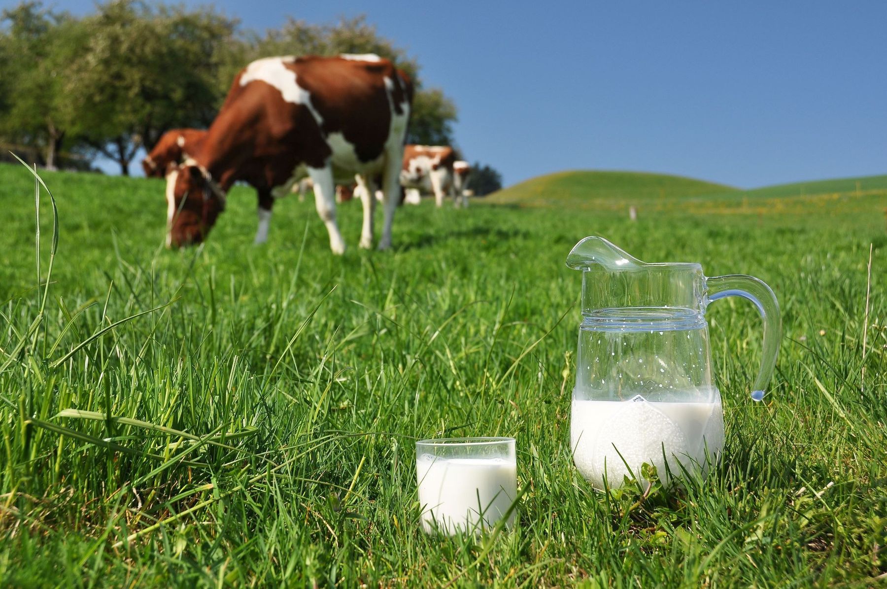 Milch.jpg © stock.adobe.com