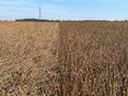 Die Lagerneigung bekommt mit zunehmenden Starkregenereignissen bei der Sortenwahl zunehmend an Bedeutung © LK OÖ/Grasserbauer