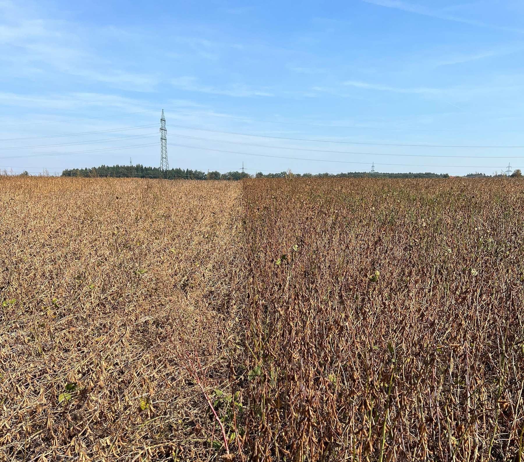 Die Lagerneigung bekommt mit zunehmenden Starkregenereignissen bei der Sortenwahl zunehmend an Bedeutung.jpg © LK OÖ/Grasserbauer