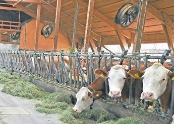 Rinderhaltung.jpg © dür, LKÖ/Jung-Leithner Rinderhaltung.jpg © dür, LKÖ/Jung-Leithner