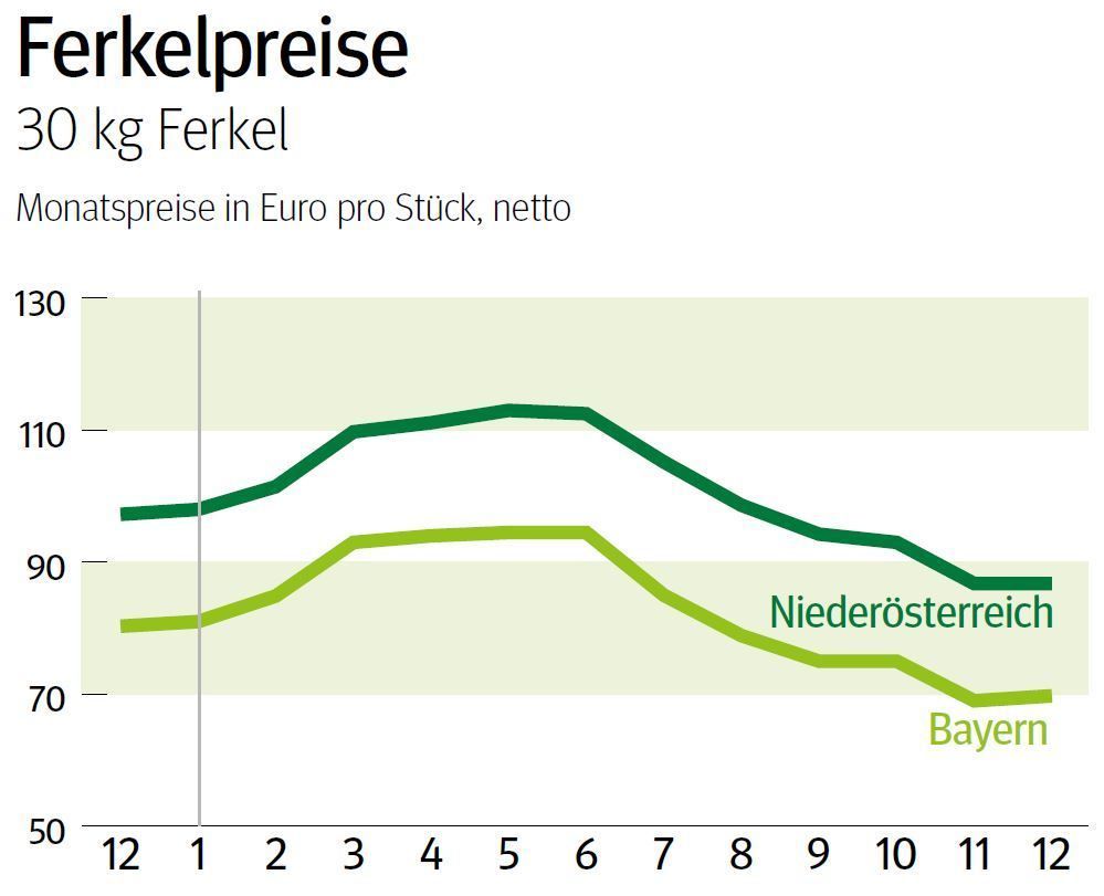 NÖ: Ausblick auf den Ferkelmarkt im Jänner