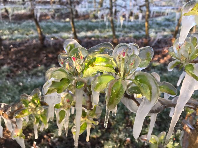 Frostberegnung.jpg © ÖHV