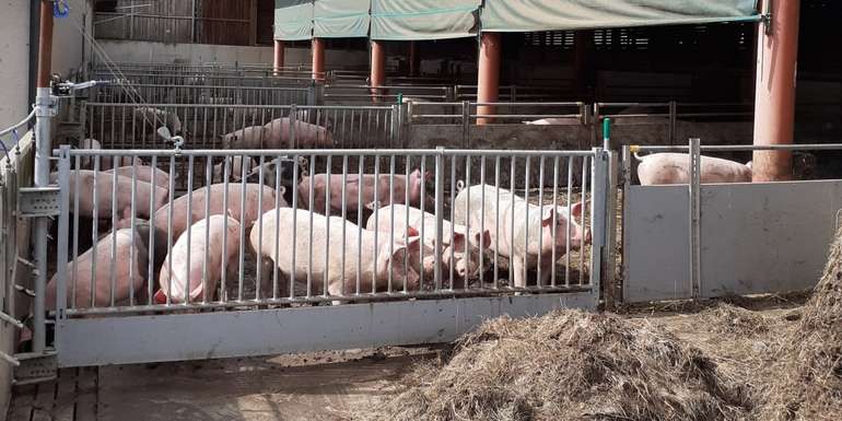 Schweinestall.jpg © LK OÖ/Doblmair Schweinestall.jpg © LK OÖ/Doblmair
