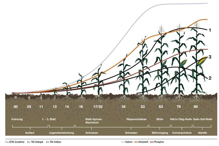Nährstoffbedarf_Mais.jpg © KWS