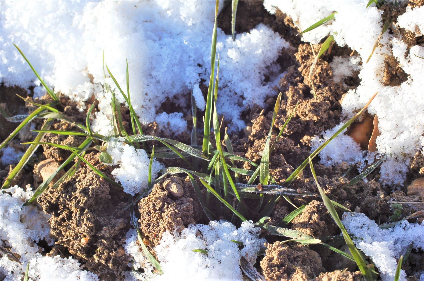 Getreidefeld im Winter.jpg