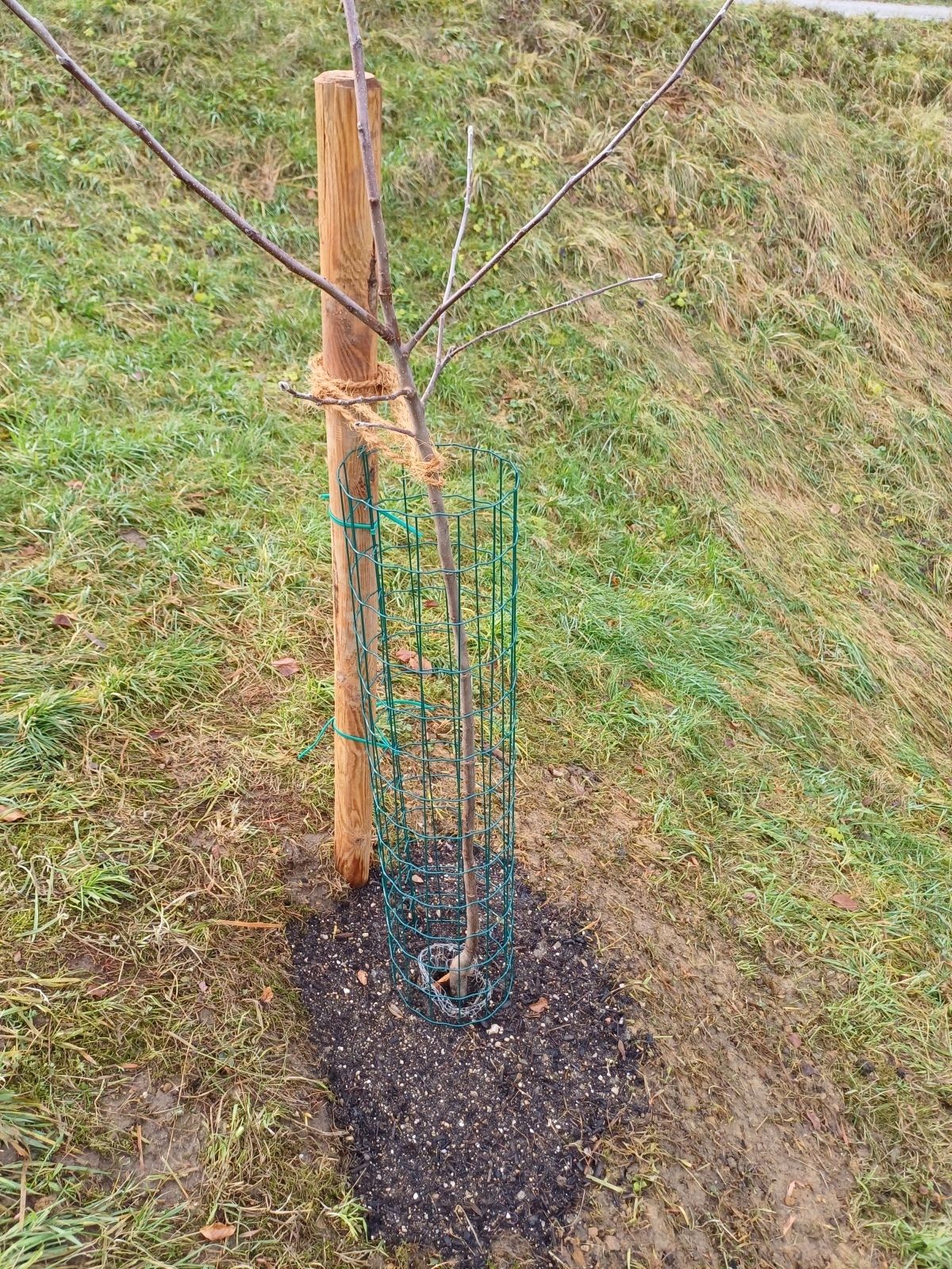 Gartentipp Obstbäume schützen 20241214 120424.jpg