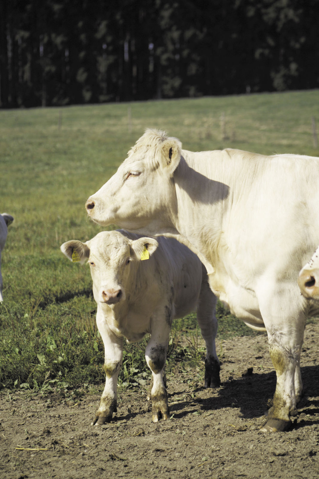 Charolais mit Kalb.jpg