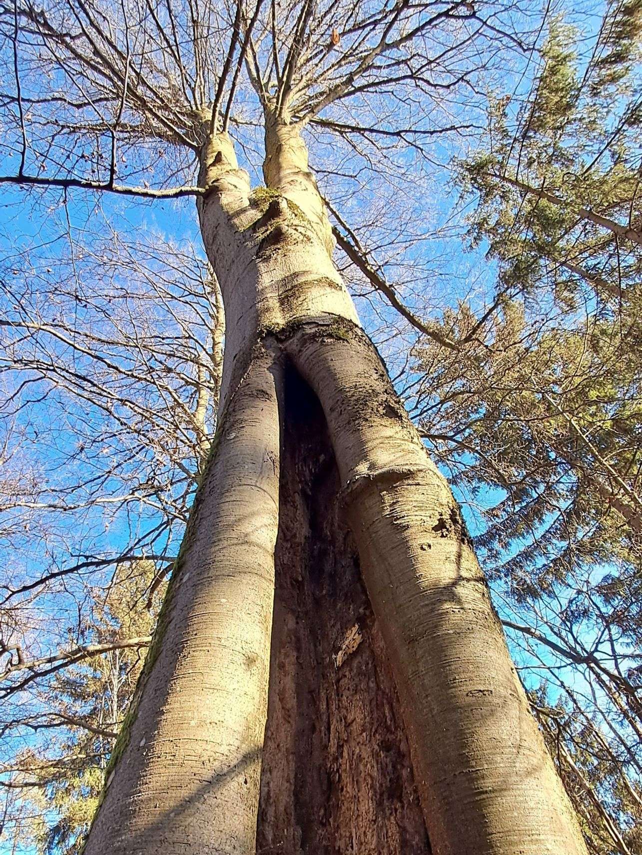 Rotbuche1.jpg © Johannes Honsig-Erlenburg Rotbuche1.jpg © Johannes Honsig-Erlenburg