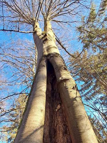 Rotbuche1.jpg © Johannes Honsig-Erlenburg Rotbuche1.jpg © Johannes Honsig-Erlenburg