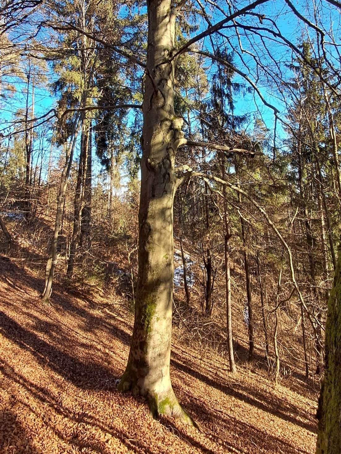 Rotbuche2.jpg © Johannes Honsig-Erlenburg Rotbuche2.jpg © Johannes Honsig-Erlenburg