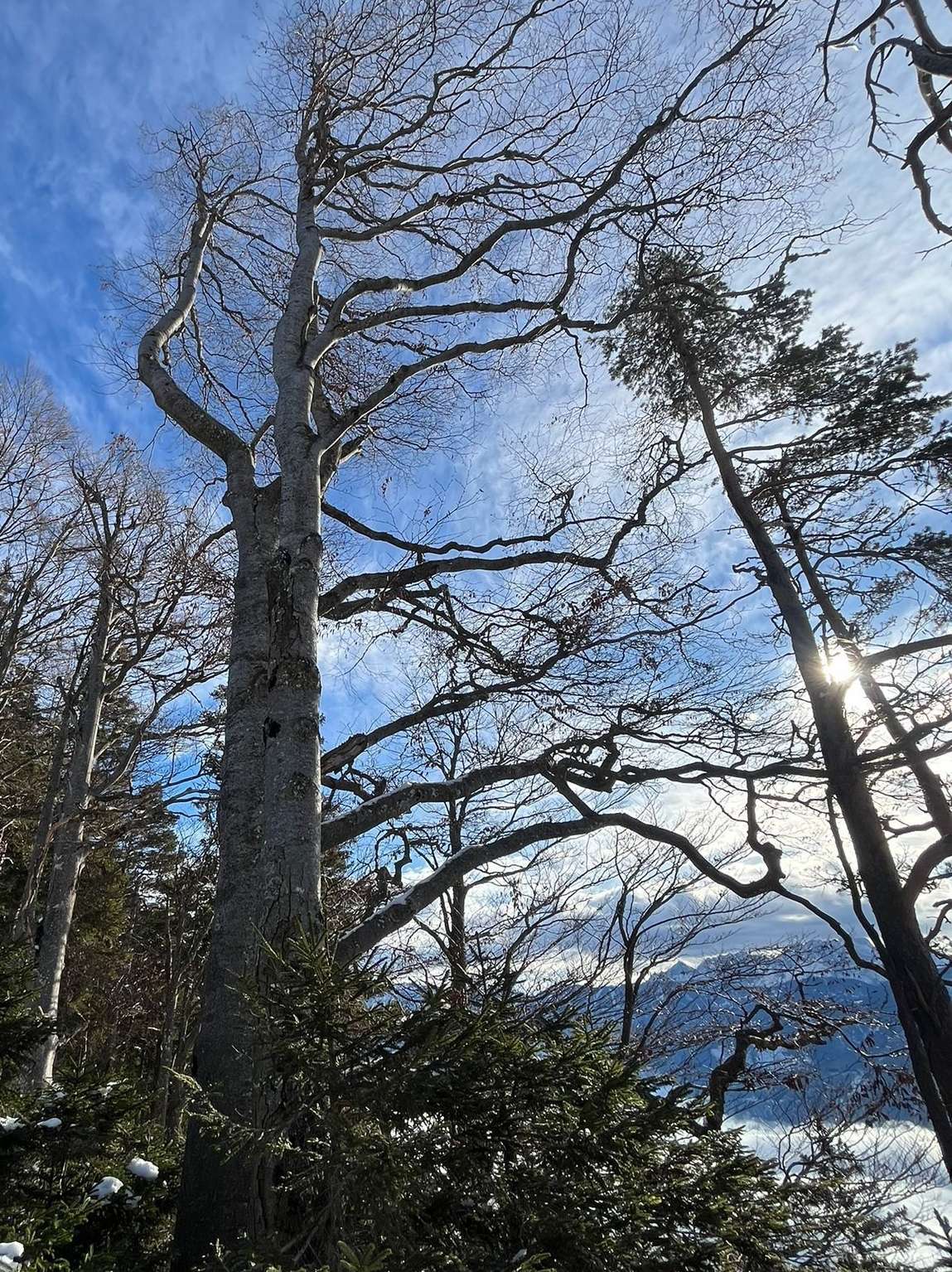 Rotbuche3.jpg © Johannes Honsig-Erlenburg Rotbuche3.jpg © Johannes Honsig-Erlenburg