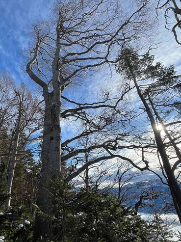 Rotbuche3.jpg © Johannes Honsig-Erlenburg Rotbuche3.jpg © Johannes Honsig-Erlenburg